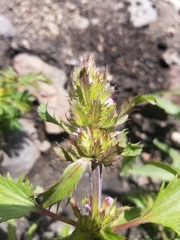 Dracocephalum parviflorum