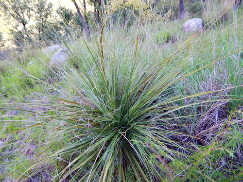 Nolina durangensis