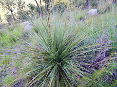 Nolina durangensis