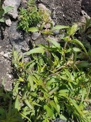 Dracocephalum parviflorum