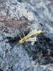 Alloperlini