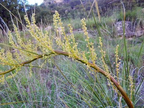 Nolina durangensis