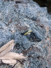 Alloperlini