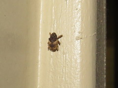 Cryptorhynchus fuscatus