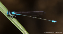 Enallagma divagans