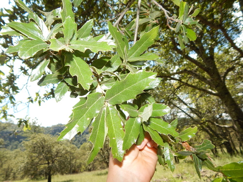 Quercus eduardi