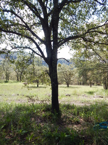 Quercus eduardi, photograph 1