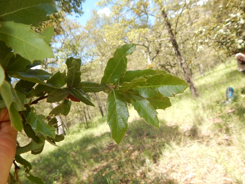 Quercus eduardi, photograph 2