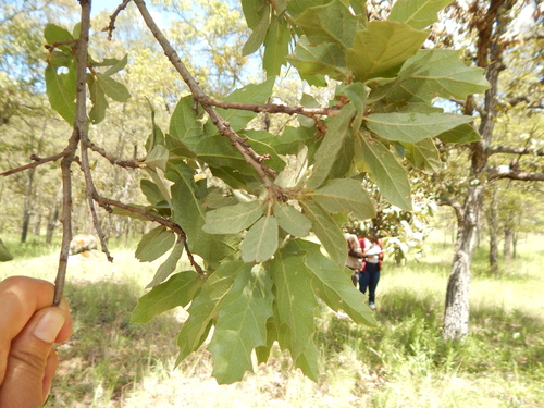 Quercus eduardi, photograph 3