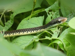 Chironius flavopictus