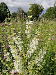Salvia argentea