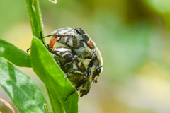 Trichiotinus piger