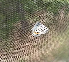 Euphilotes heracleoides