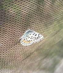 Euphilotes heracleoides