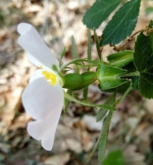 Rosa elliptica