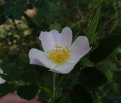 Rosa elliptica