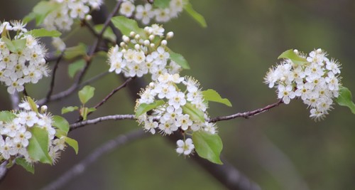 Prunus pensylvanica