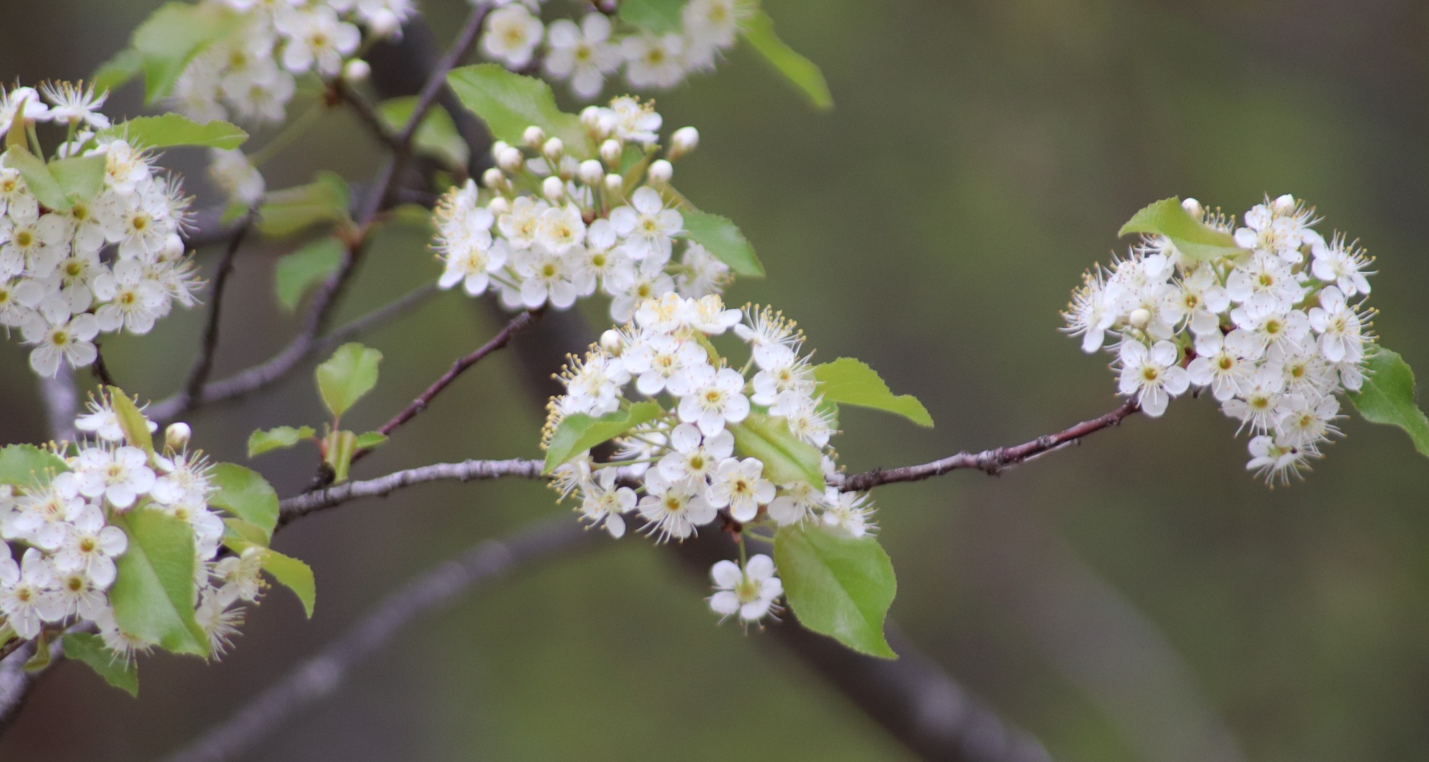 Prunus pensylvanica