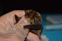 Myotis mystacinus