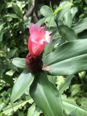 Costus atlanticus