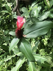 Costus atlanticus