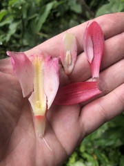 Costus atlanticus