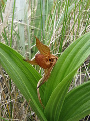 Cypripedium candidum