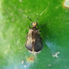 Amphipsocidae
