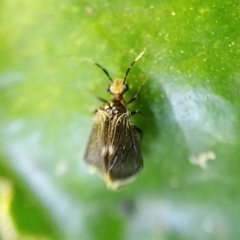 Amphipsocidae