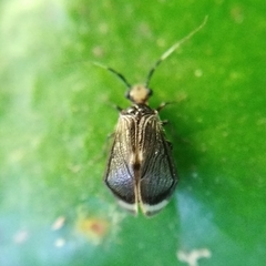 Amphipsocidae