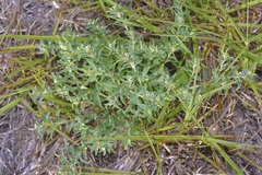 Euphorbia acuta
