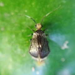 Amphipsocidae
