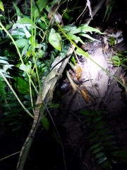 Basiliscus basiliscus