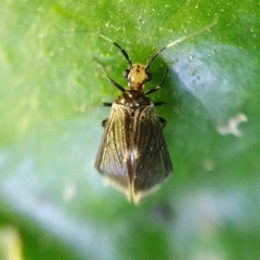 Amphipsocidae