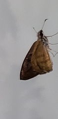 Hesperiidae