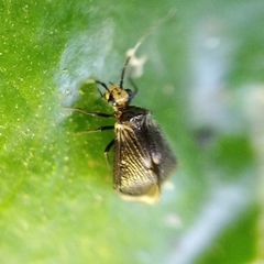 Amphipsocidae