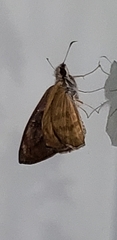 Hesperiidae