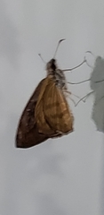 Hesperiidae