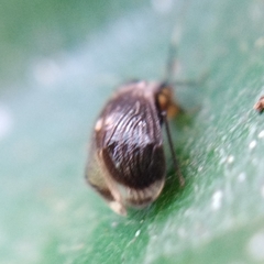 Amphipsocidae