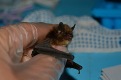 Myotis mystacinus