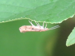 Ypsolopha ustella
