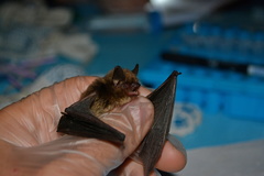 Myotis mystacinus