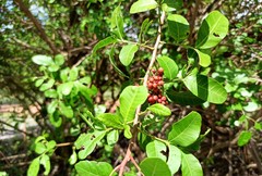 Schinus terebinthifolia terebinthifolia