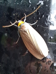 Macrobrochis staudingeri