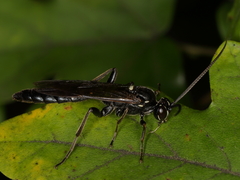 Coelichneumon sugillatorius