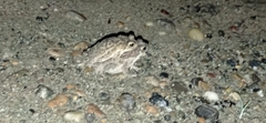 Rhinella humboldti