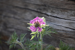 Glandularia chiricahensis