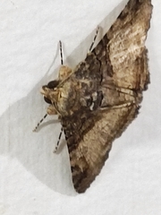Lepidoptera