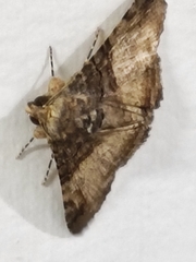Lepidoptera