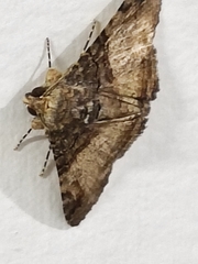 Lepidoptera